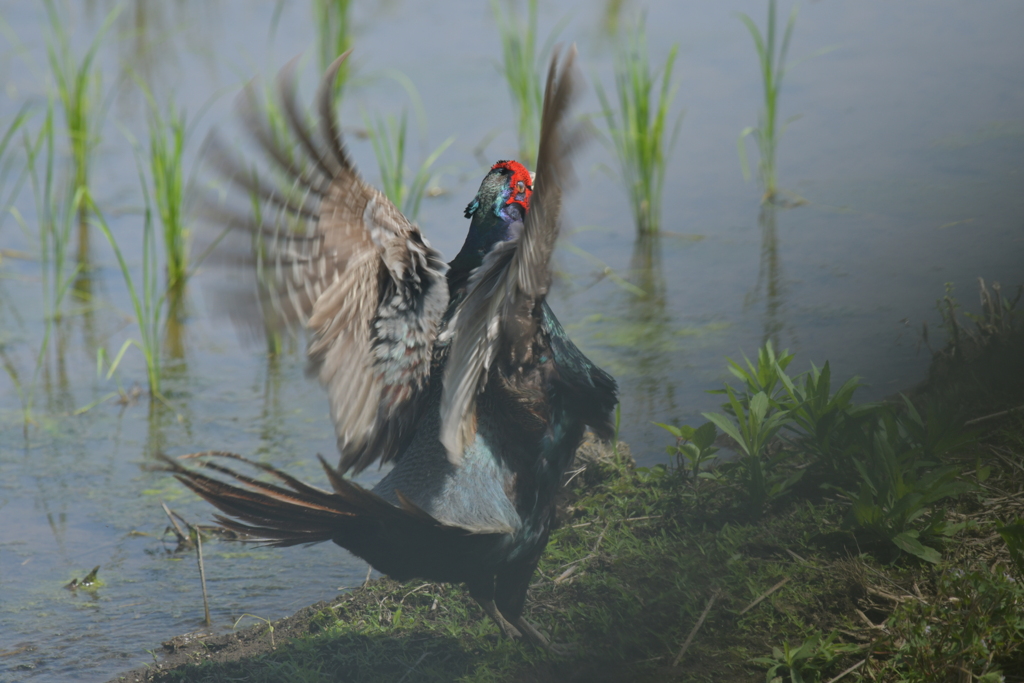 身近にいる野鳥CDVII！
