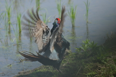 身近にいる野鳥CDVII！