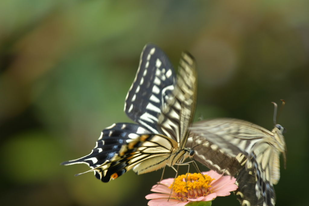 恋の季節CCLVIII！