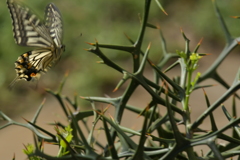 里山の蝶CDXXV！