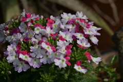 季節の花MCDLVIII！