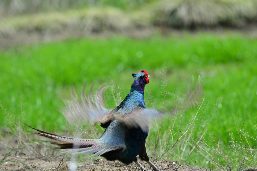 身近にいる野鳥XXXII！
