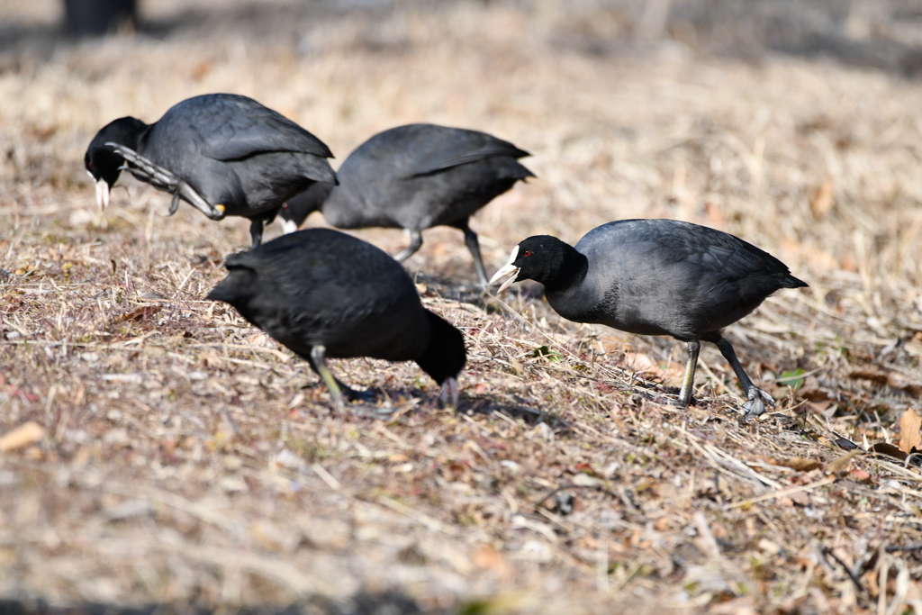 里山の野鳥CVI！
