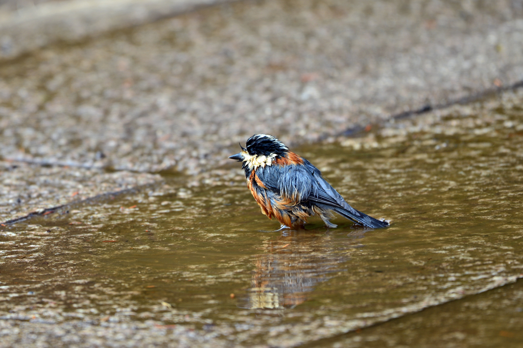 里山の野鳥LX！