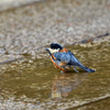 里山の野鳥LX！