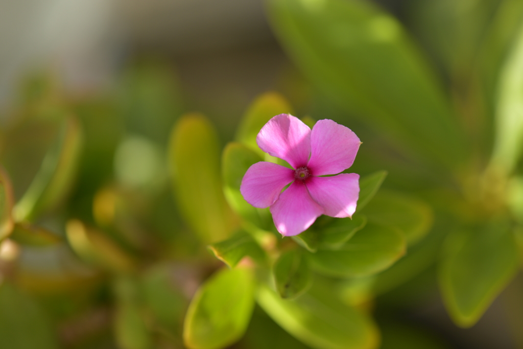 季節の花MDXXXIV！