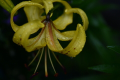 季節の花DCCLXXXVIII！