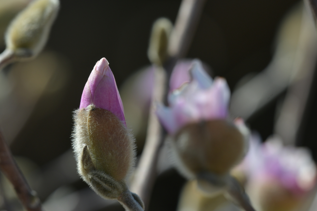 季節の花DCCCLXII！