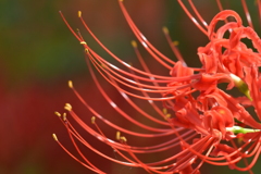 季節の花MDXIV！