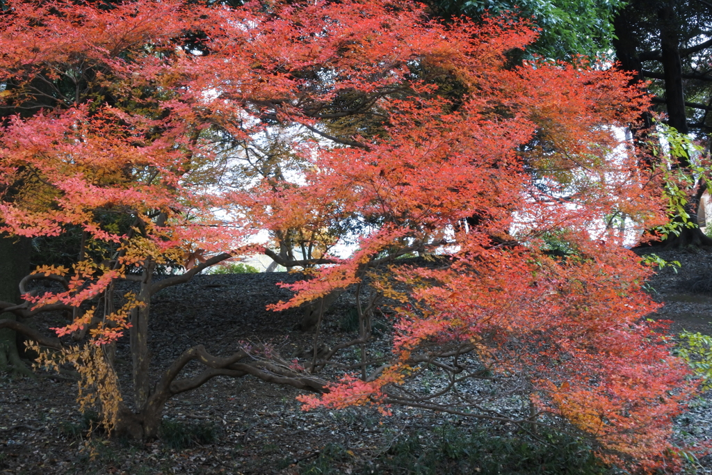 里山の秋XIII！