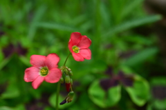 季節の花DCCLXXXI！