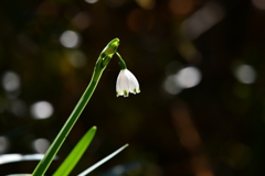 季節の花CCCXIII！