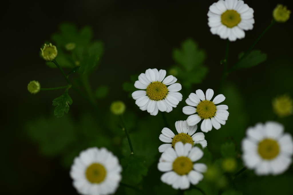 季節の花CMXCIV！