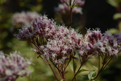 季節の花MDXXXI！