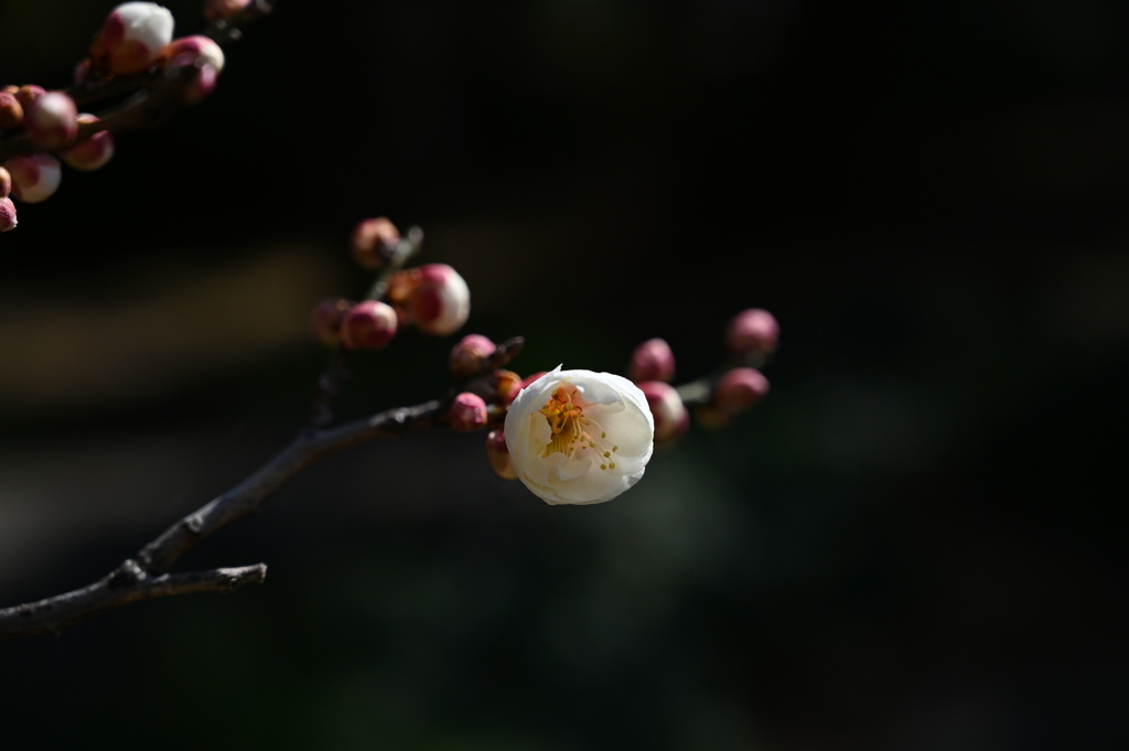 季節の花CCLXIII！