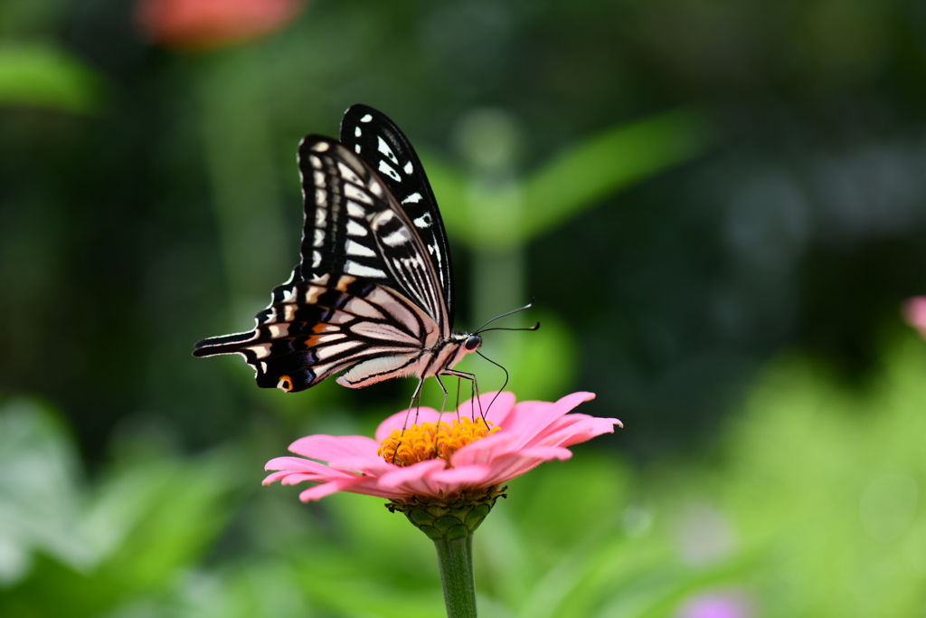 花と蝶DCCLVIII！