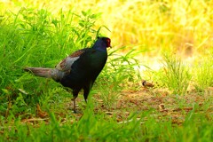 身近にいる野鳥CDLXXXI！