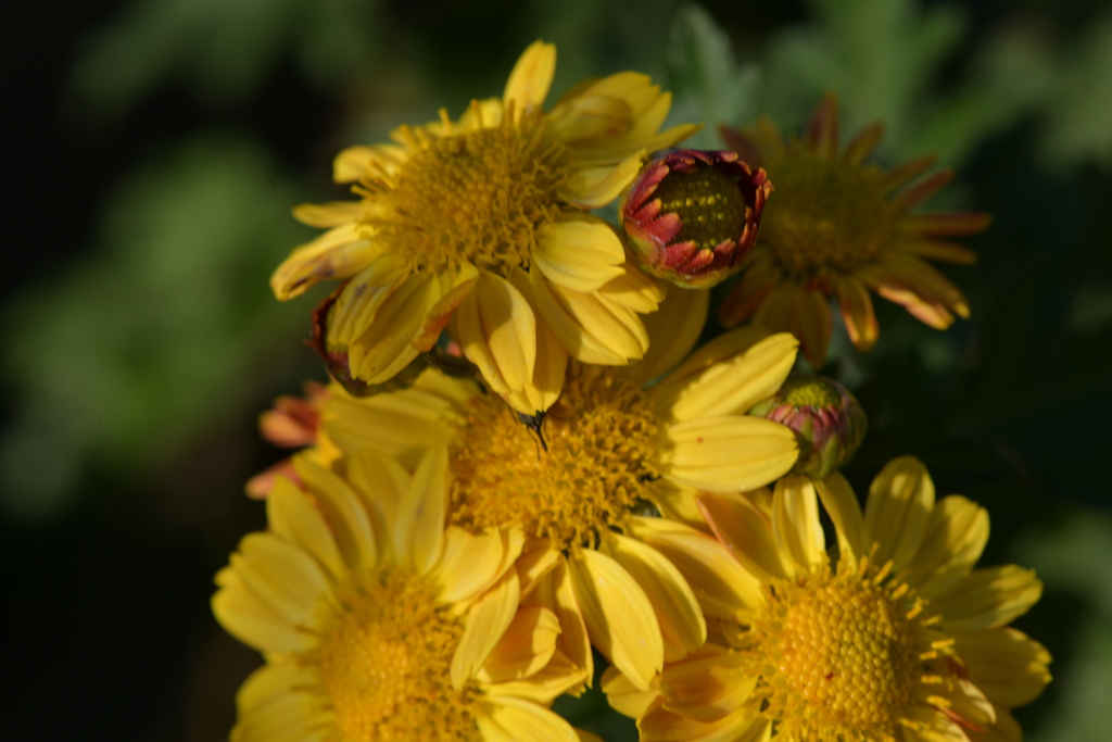 季節の花MDXXXIII！