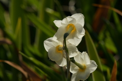 季節の花MDLXXXIV！