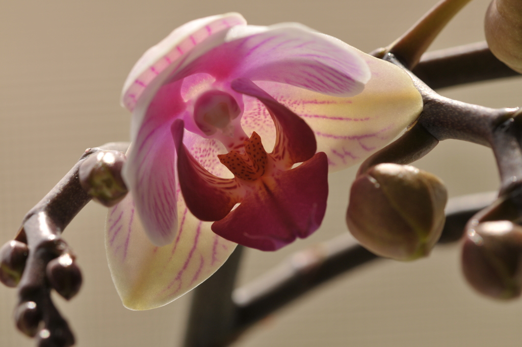 季節の花MCXXVI！