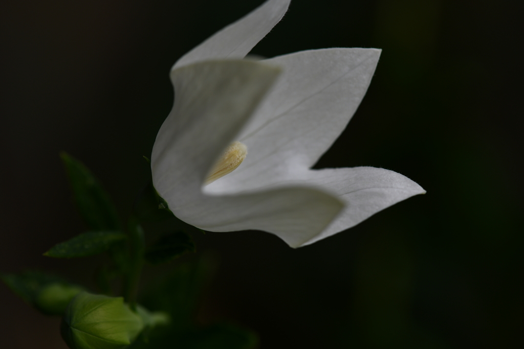 季節の花CCXII！