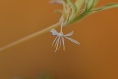 季節の花MDLXXIII！