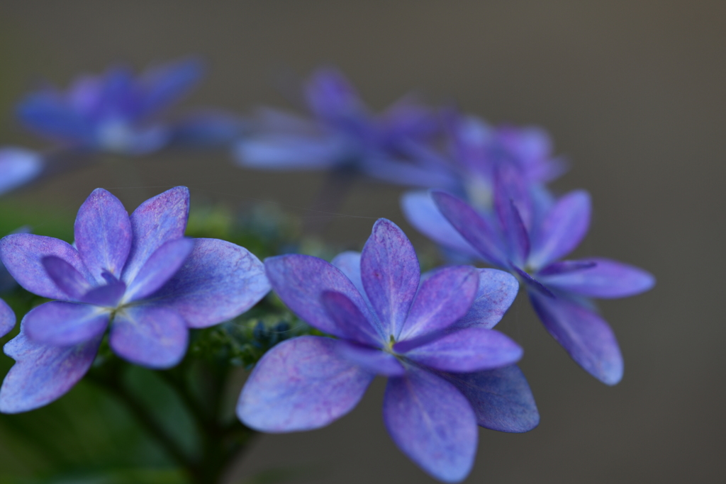 季節の花CMXCVII！