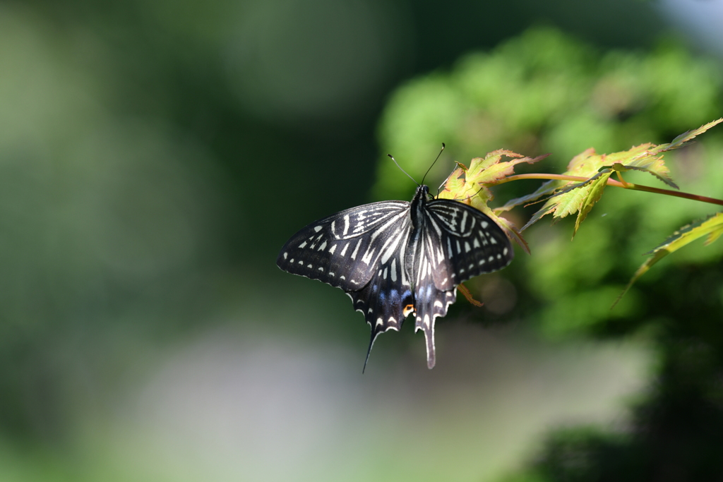 里山の蝶CCXXVI！