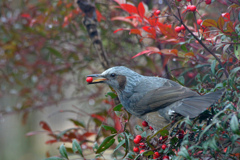 里山の野鳥XX！