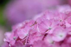 虫・昆虫と花CXLIX！