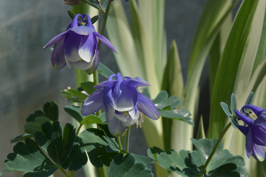 季節の花MCDIX！