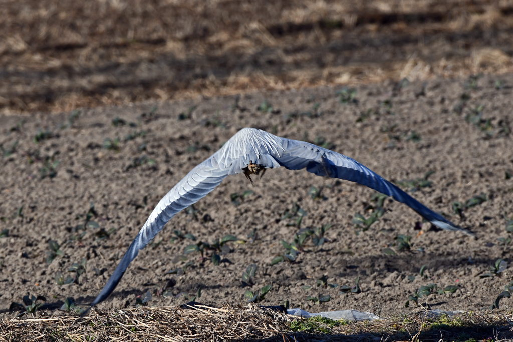 身近にいる野鳥CLXXX！