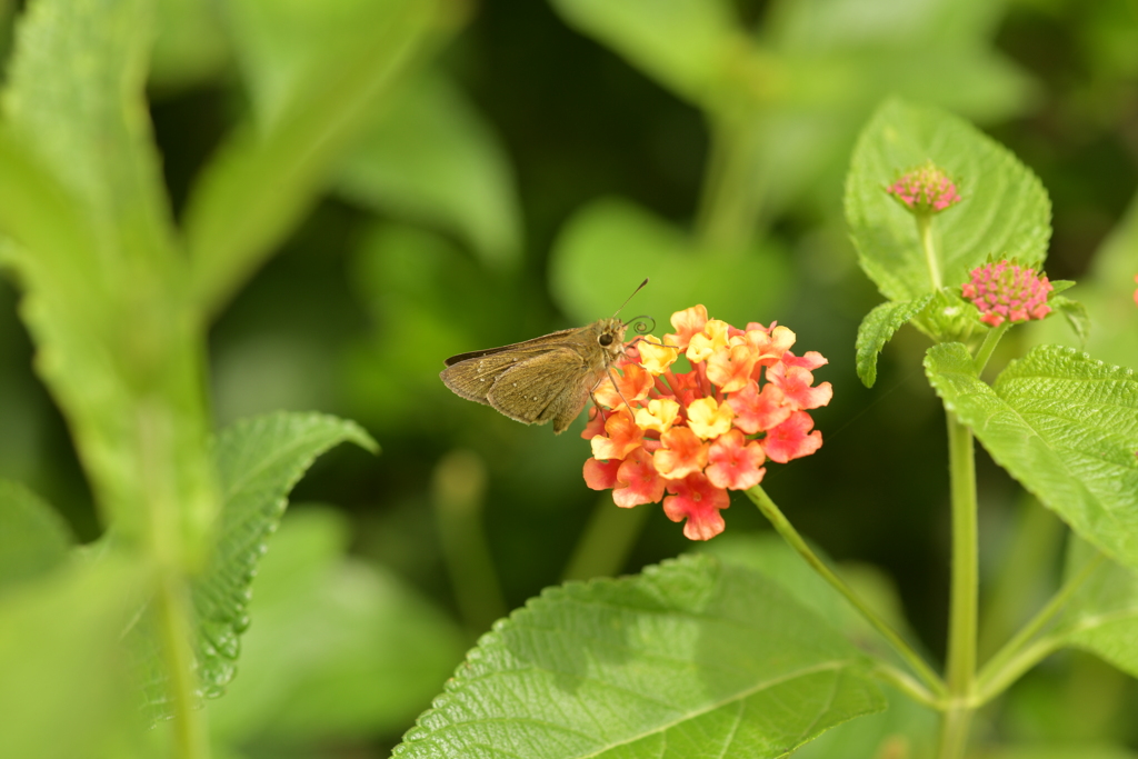 花と蝶II-CXXXVII！