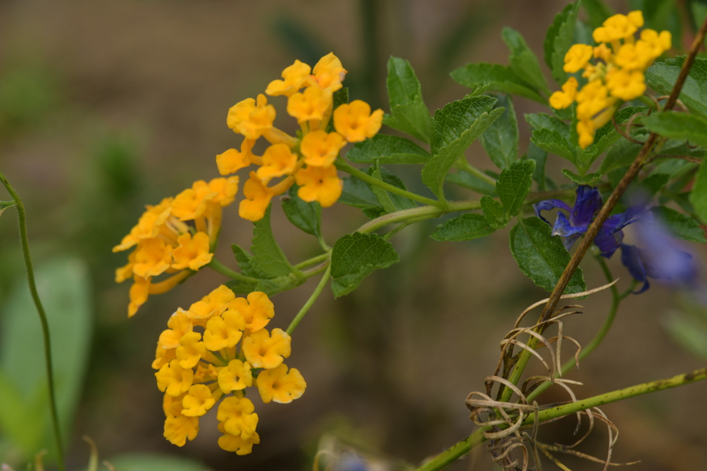 季節の花MCCCXXX！