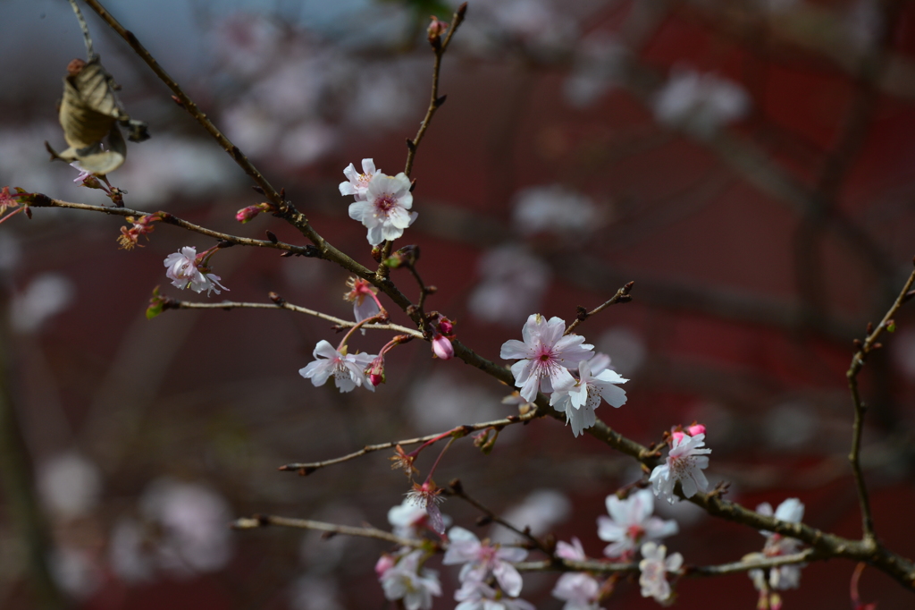 季節の花XLII！