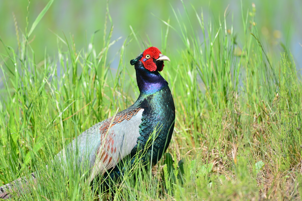 身近にいる野鳥XXXV！