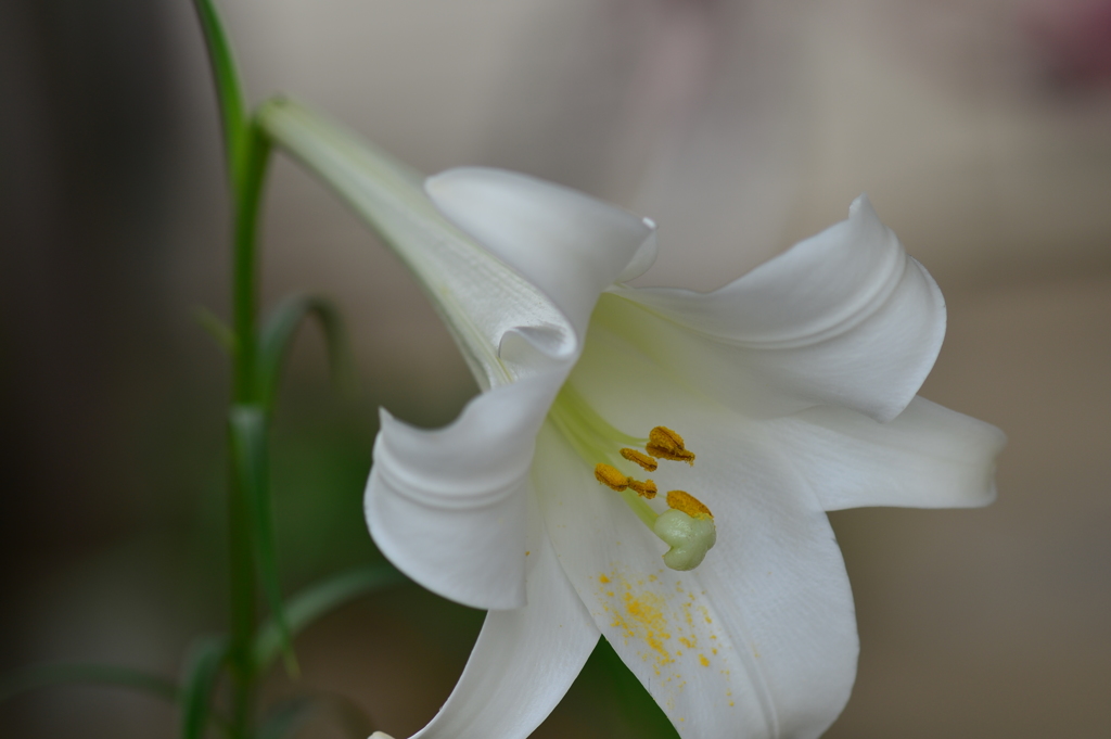 季節の花XXIX！