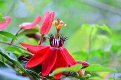 温室の花宴Ⅰ！