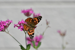 花と蝶DXLVIII！