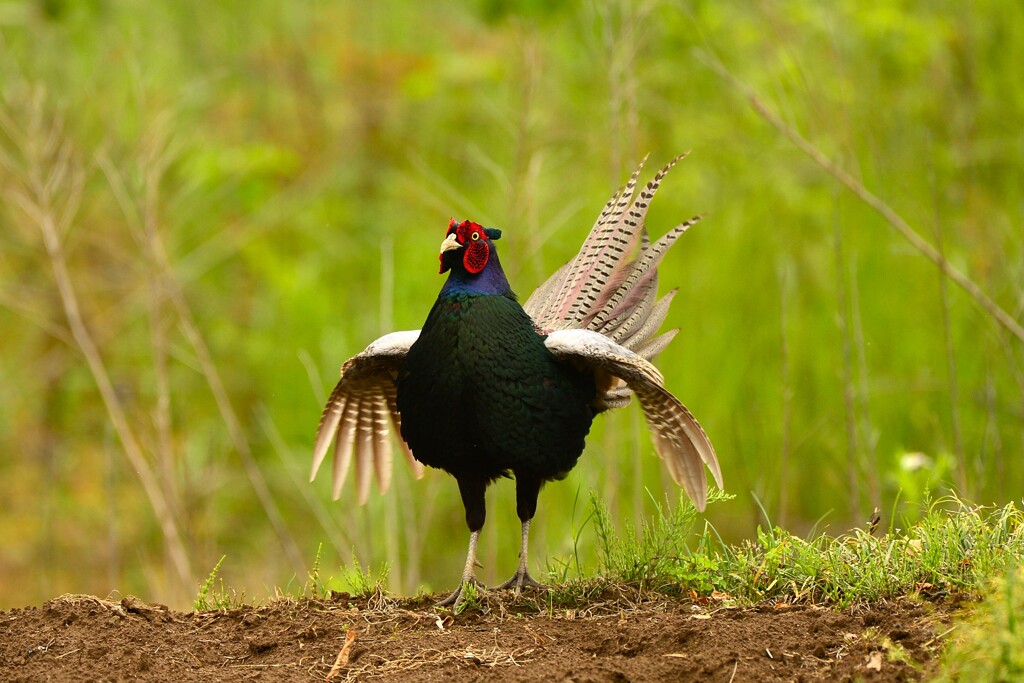 身近にいる野鳥CDXXVI！