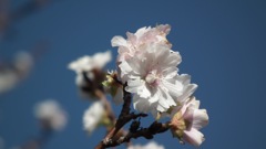寒空の桜