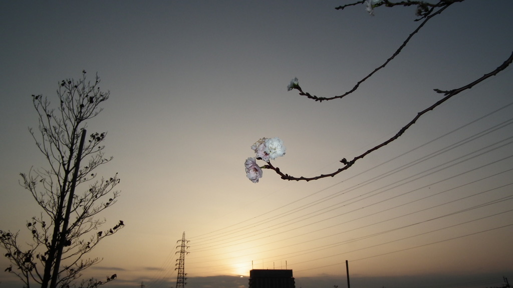 夕陽に照らされた桜