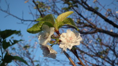 11月の葉桜