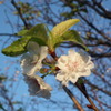 11月の葉桜