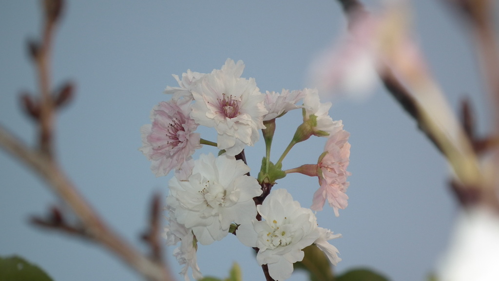 紅白桜