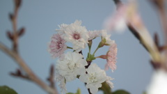 紅白桜