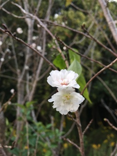 寄り添う桜