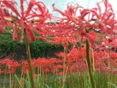 雨に濡れる彼岸花