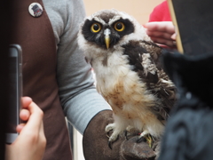 フクロウの目線から〜