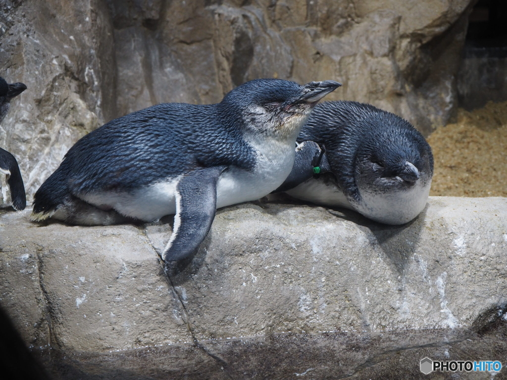 かわいいペンギンさん♪(๑ᴖ◡ᴖ๑)♪